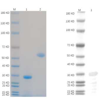 1. NUMB-01H 1 μg<br />2. BSA 1 μg